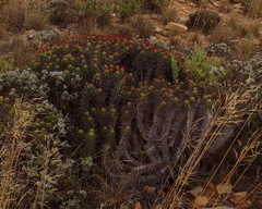 Euphorbia heptagona