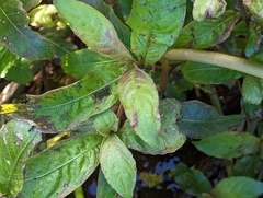 Hygrophila pogonocalyx