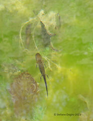 Triturus carnifex