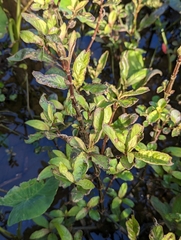 Hygrophila pogonocalyx
