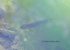 Triturus carnifex