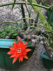 Lobivia silvestrii