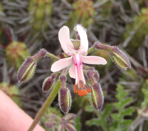 Pelargonium laxum, photograph 6