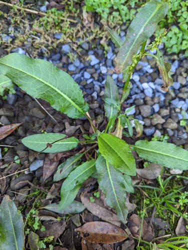 Image of Rumex japonicus by no rights reserved