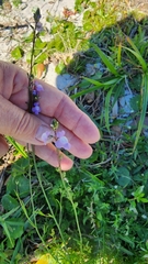 Nuttallanthus canadensis