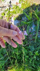 Nuttallanthus canadensis