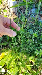 Nuttallanthus canadensis