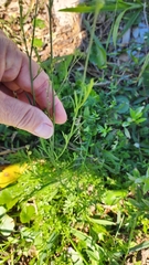 Nuttallanthus canadensis