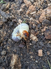 Lucanus cervus