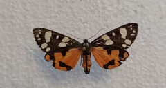 Callimorpha dominula