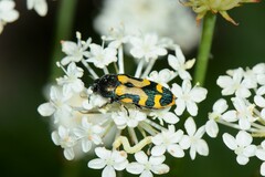 Castiarina flavopicta