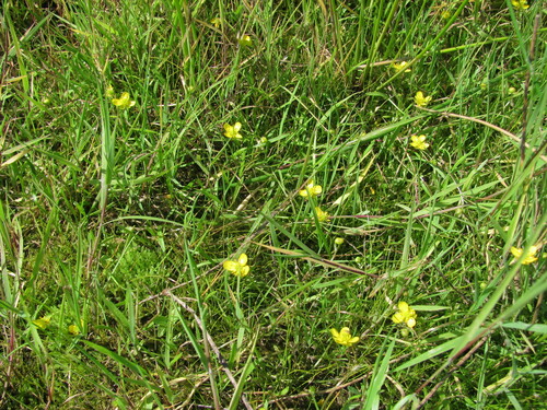 Ranunculus reptans iNat (2)