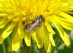 Halictus tumulorum