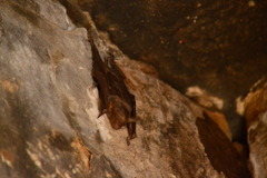 Taphozous nudiventris