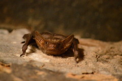 Taphozous nudiventris