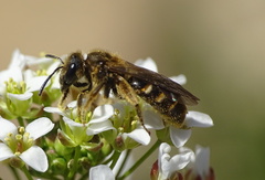 Lasioglossum laticeps