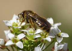 Lasioglossum laticeps