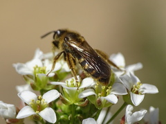 Lasioglossum laticeps