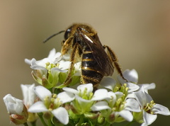Lasioglossum laticeps