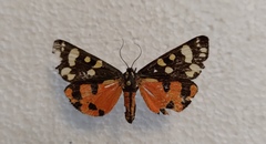 Callimorpha dominula