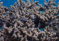 Neopomacentrus miryae