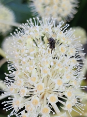 Graphomya maculata