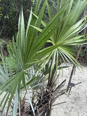 Leucothrinax morrisii