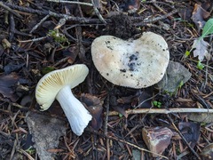 Russula