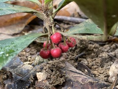 Ardisia kusukuensis