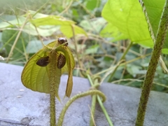 Megacopta punctatissima