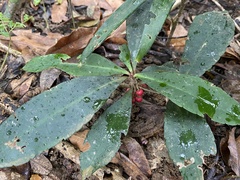 Ardisia kusukuensis