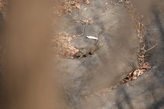 Sciurotamias davidianus