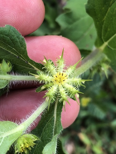 Acanthospermum hispidum iNat (1)