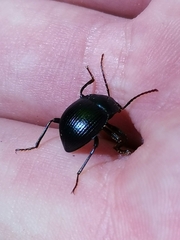 Accanthopus velikensis
