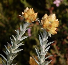 Achyranthemum paniculatum