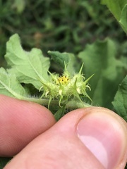 Acanthospermum hispidum