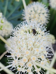 Graphomya maculata