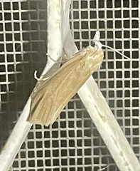 Earias huegeliana