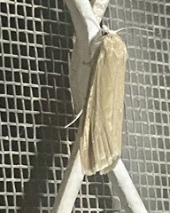 Earias huegeliana