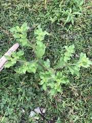 Acanthospermum hispidum