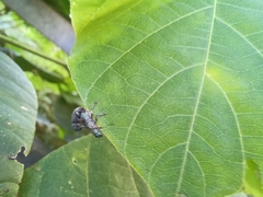 Eugnathus distinctus