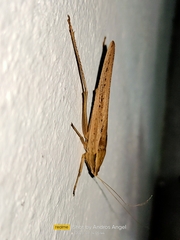 Tettigoniidae
