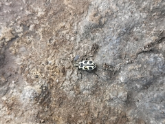 Astylus atromaculatus