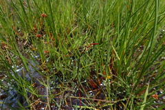 Hemarthria altissima