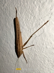 Tettigoniidae