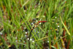 Hemarthria altissima