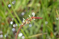 Hemarthria altissima