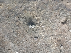 Astylus atromaculatus