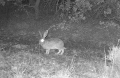 Lepus capensis