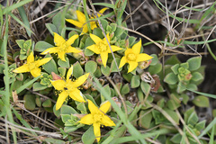 Aizoon rigidum